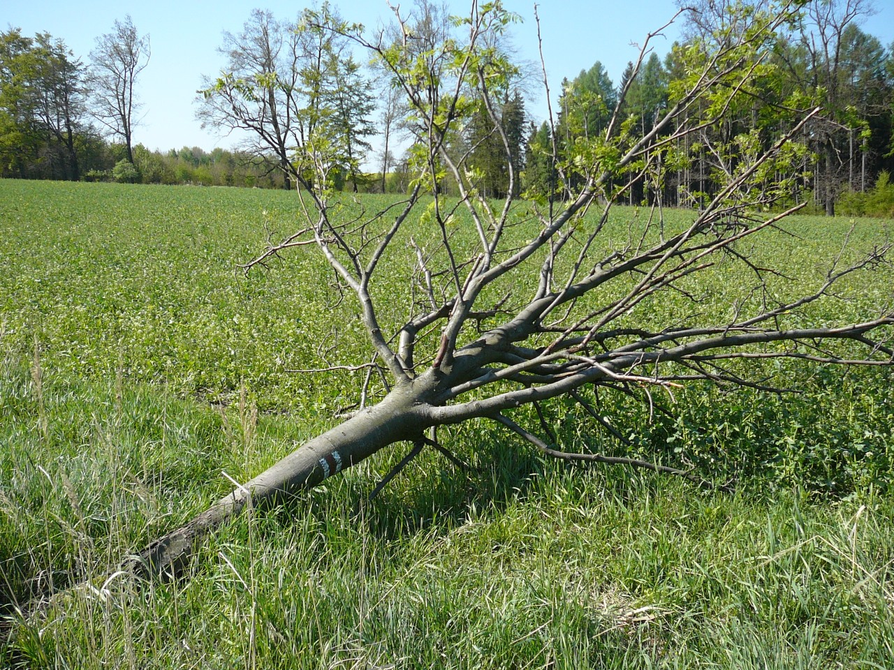 Vítkovská padesátka