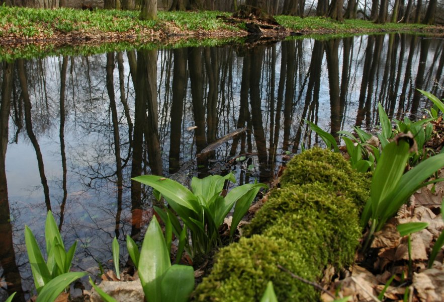 Poodří